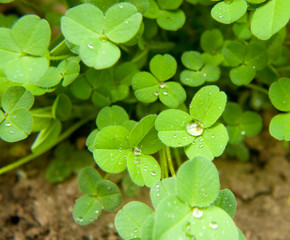 leaf with water drops