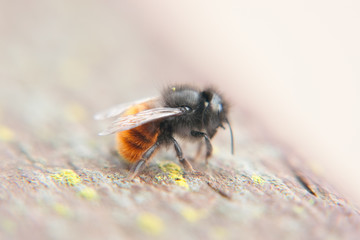 bumble bee close up