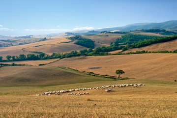 Fototapeta premium Schafherde in der Toskana