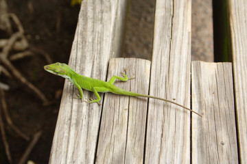 Lezard