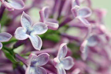 Fototapeta premium Flieder