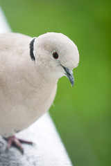 pigeon