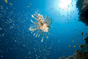 Fototapeta na wymiar Lionfish (Pterois miles)