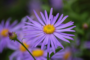 Violet aster flower