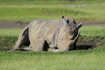 Obraz premium The Rhinoceros (Rhinocerotidae), lake Nakuru, Kenya