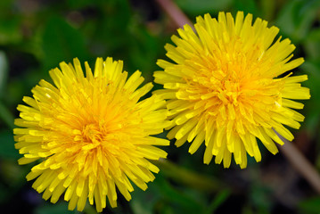 Two flowers of a dandelion