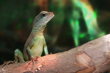 Lézard dans son milieu naturel