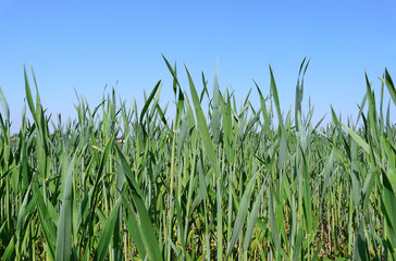 Getreide im Frühjahr