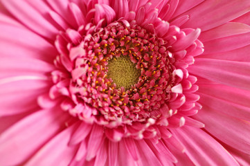 Gerbera flower