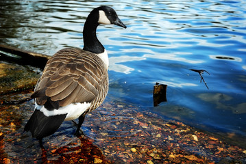 Canada goose at sunset