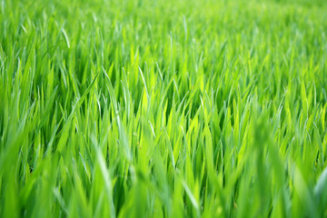 Fototapeta na wymiar green grass background in spring