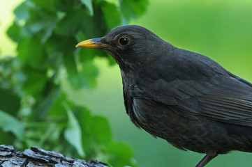 Amsel 5