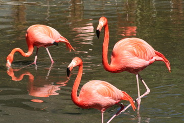 Fototapeta na wymiar Flamingi