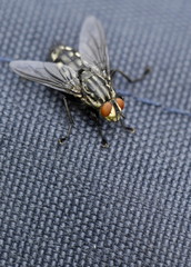 Fliege