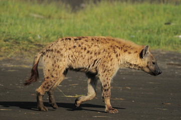 The Spotted Hyena (crocuta crocuta), lake Nakuru, Kenya