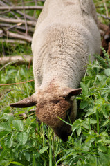 Tierbaby