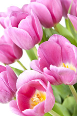 Obraz na płótnie Canvas Różowe tulipany