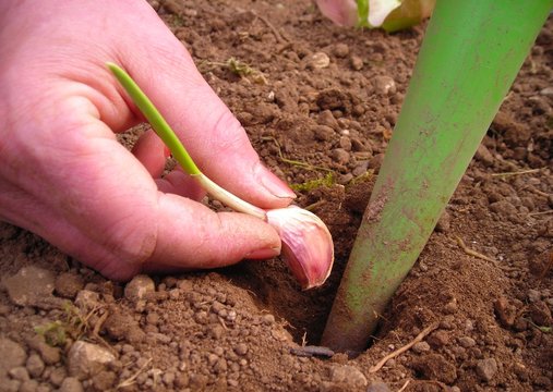 Hand planting garlic in a garden