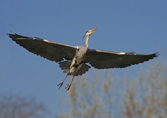 ENVOL de HERON