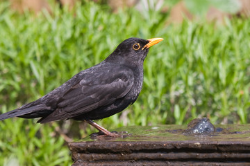 Blackbird frinking by fountain in garden