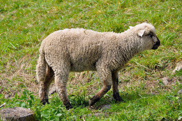 Kleine Schafe