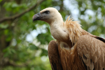 vautour fauve,gyps fulvus