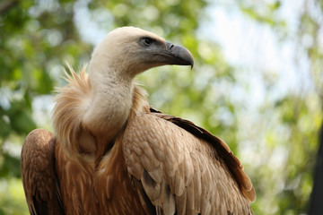 vautour fauve,gyps fulvus