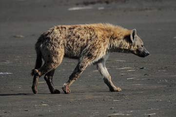 The Spotted Hyena (crocuta crocuta), lake Nakuru, Kenya