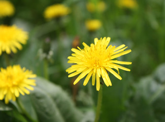Obraz premium Yellow dandelions on a green background