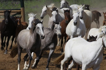 Obraz premium freilaufende stuten mit ihren fohlen
