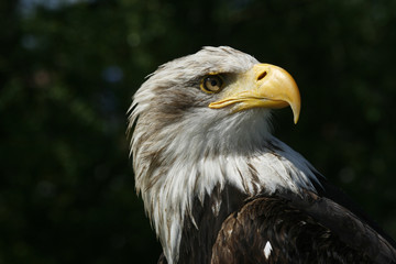 Weißkopfseeadler No20012