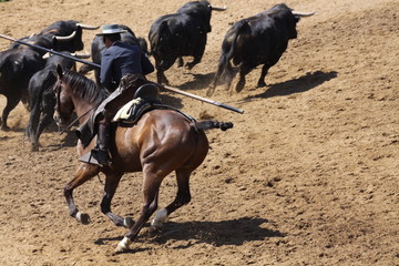 toro bravo mit reiter