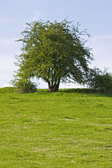 Baum auf einer Wiese an einem sonnigen Tag im Frühjahr
