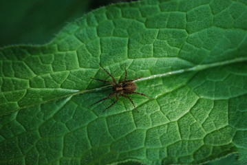 Spider
