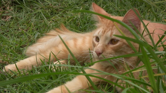 Gato en el cesped