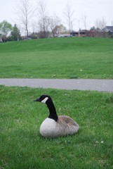 canadian goose