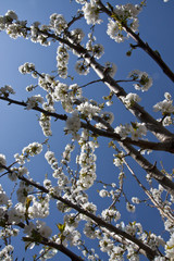 Flores de cerezo