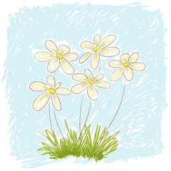 spring daisies.
