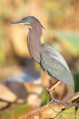 Green Heron (Butorides virescens)