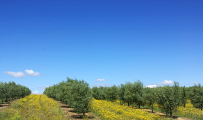 Olives tree in a field of yellow flowers.