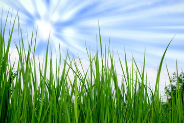 Grass and the sky