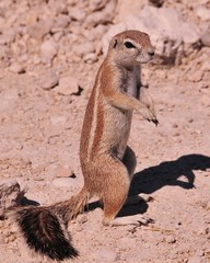 Ecureuil  en namibie