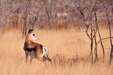 Biche  en namibie