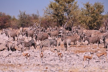 Fototapeta na wymiar Safari namibien
