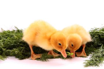 duckling on green background isolated on white