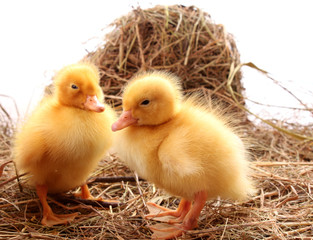 yellow fluffy ducklings on the hay