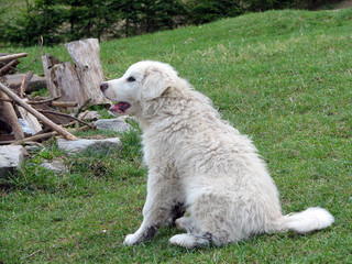 Fototapeta premium Sheepdog