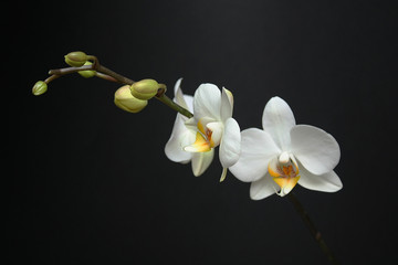 White Orchids on Black Background