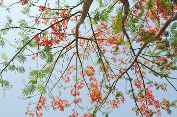 Flowering tree