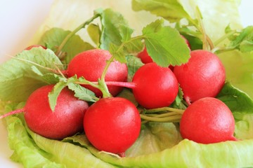 Radish